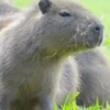 Capivara _ Carpincho 24