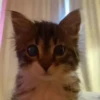 meowkittys 25