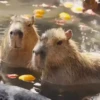 Capivara _ Carpincho 25