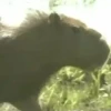 Capivara _ Carpincho 26