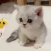meowkittys 26