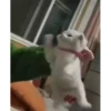😸Kitten 2 گوربه😸 @SharedNewFolder 24