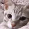 meowkittys 27