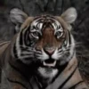 Tigers 1 24