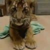 Tigers 1 25