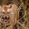 Tigers 1 26