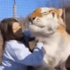 Tigers 1 27