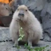 Capivara _ Carpincho 27