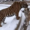 Tigers 1 28