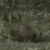 Capivara _ Carpincho 28