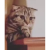 😸Kitten 2 گوربه😸 @SharedNewFolder 27