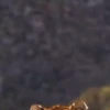 Tigers 1 29