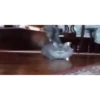 videocats 24
