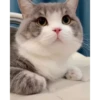 😸Kitten 2 گوربه😸 @SharedNewFolder 28