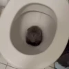 videocat 29