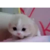 videocats 25
