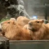 Capivara _ Carpincho 29