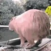 Capivara _ Carpincho 30