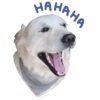 Risos para o seu chat 30