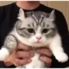 😸Kitten 2 گوربه😸 @SharedNewFolder 30