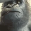 Monos 2 24