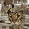 videocat 5