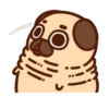 ƿυ૭Նɿ૯ Pug 1 5
