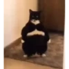 videocat 6