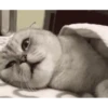 videocat 7