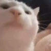 videocat 8
