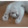 videocat 9