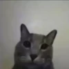 videocat 11