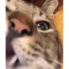 videocat 14