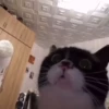 videocat 15