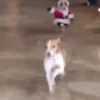 Feliz Navidad mov ️ ️ 11