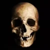 Skulls 18
