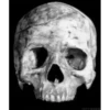 Skulls 19