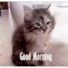 Morning 14