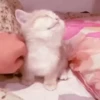 kitten club 20