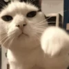 videocat 17