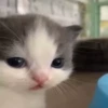 Kittens 20