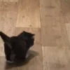 videocat 18