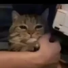 videocat 19