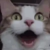 videocat 20