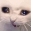 videocat 21