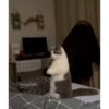 videocat 22