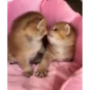 kitten club 23