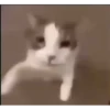 videocat 24