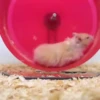 Hámsters en mov 4. 25