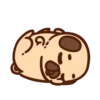 ƿυ૭Նɿ૯ Pug 1 15